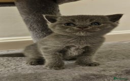 Scottish Fold cats for sale: 🐱British Shorthair x Scottish Fold Kittens🐱 - Advert 14