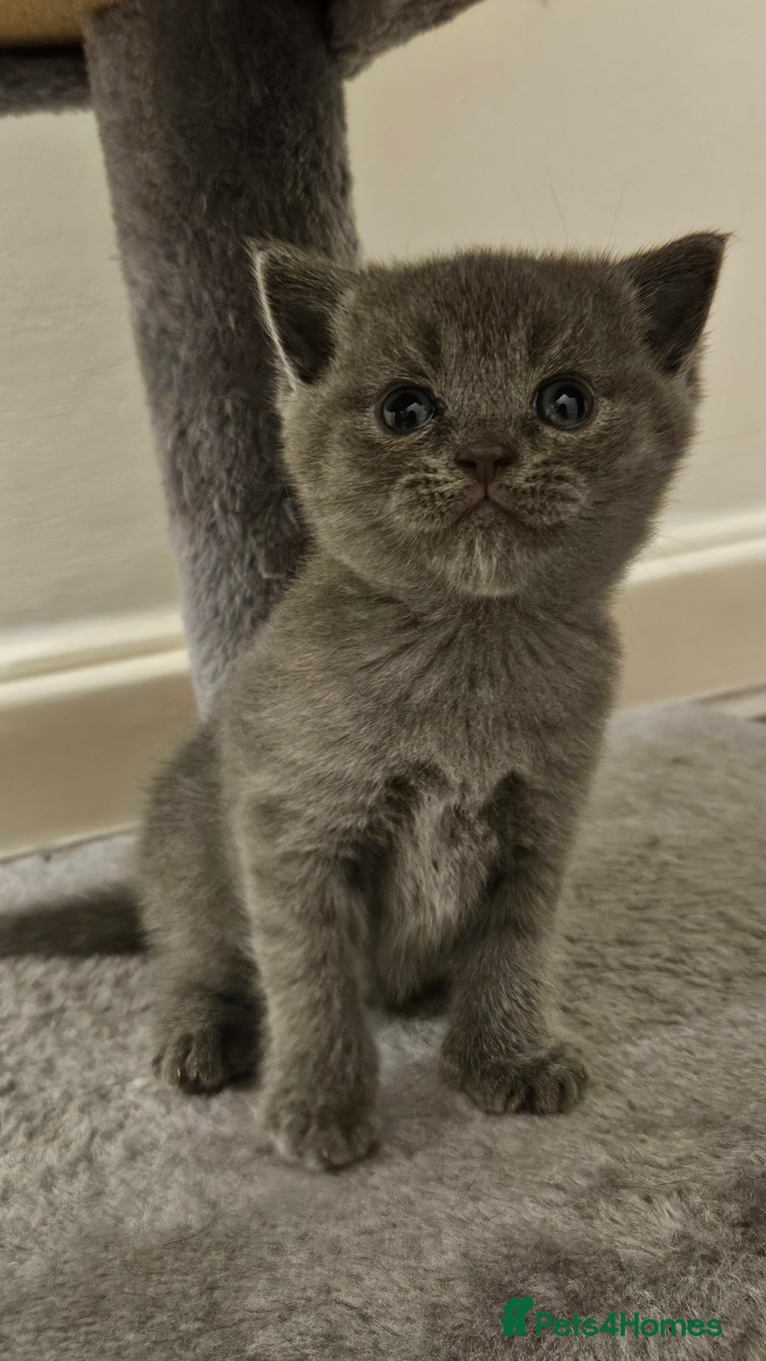Scottish Fold cats for sale: 🐱British Shorthair x Scottish Fold Kittens🐱 - Advert 14