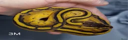 Python Snake reptiles for sale: Hatchling Royal Python's Male  - Advert 4