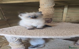 Ragdoll cats for sale: Captain Tom - Image 11