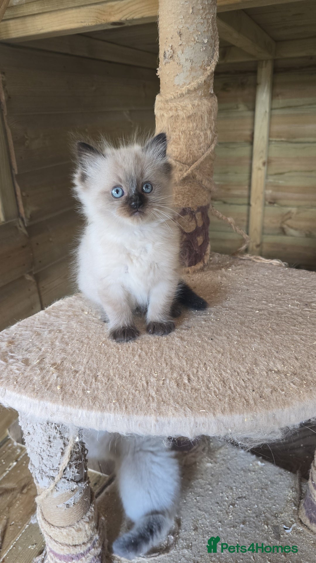 Ragdoll cats for sale: Captain Tom - Image 11