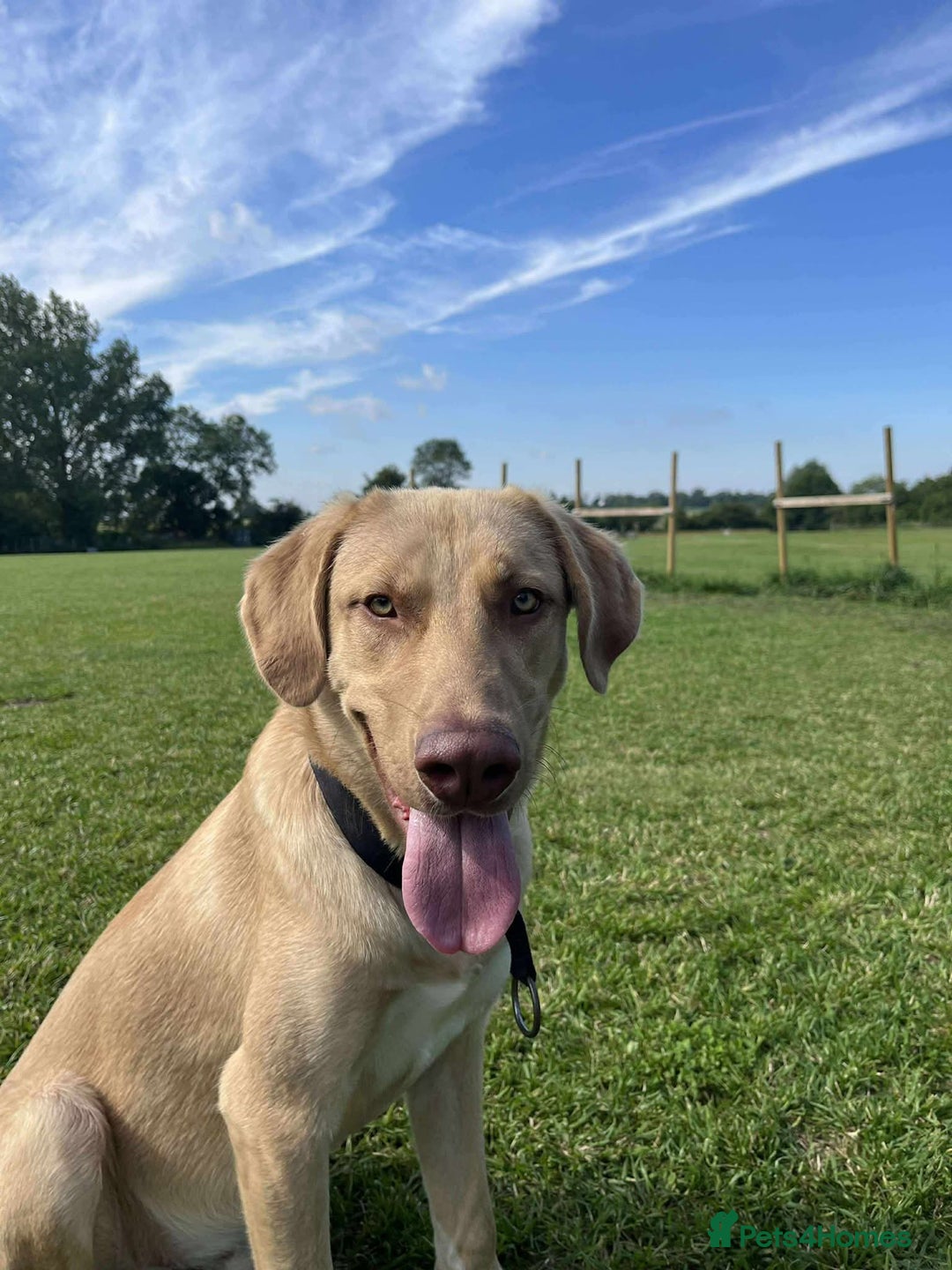 Mixed Breed dogs for adoption: 💚 Monty 💚 - Image 3