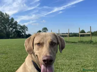 Mixed Breed dogs 💚 Monty - big beauty needing a family to love💚 - Advert 14