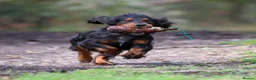 Cocker Spaniel dogs for stud: Black and tan cocker stud at Kellandbrook Gundogs  in Crediton - Advert 4
