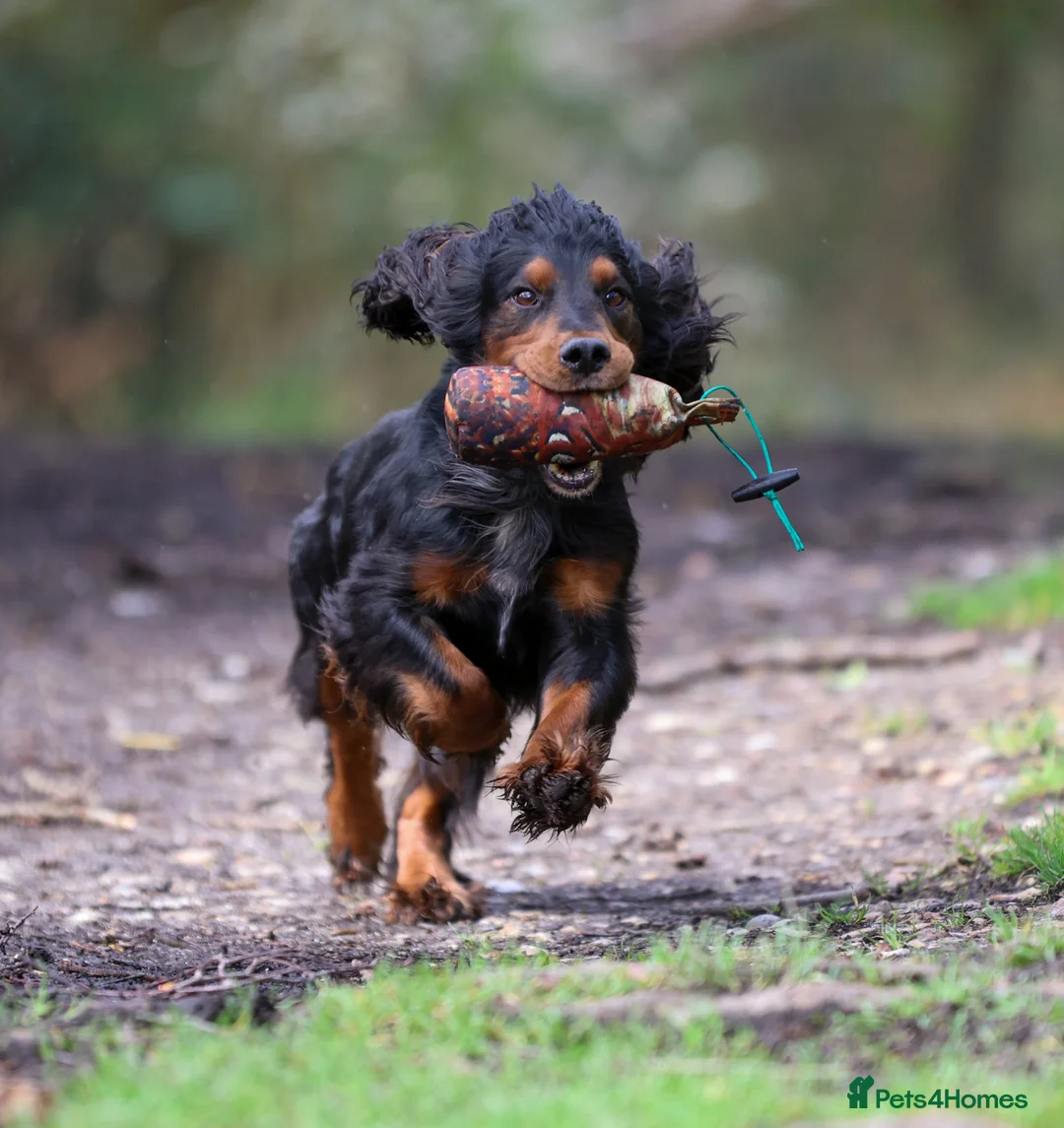 Cocker Spaniel dogs for stud: Black and tan cocker stud at Kellandbrook Gundogs  in Crediton - Advert 4