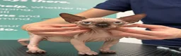 Sphynx cats for sale: Horus 😻 Sphynx Boy – Ready for His Home - Advert 24