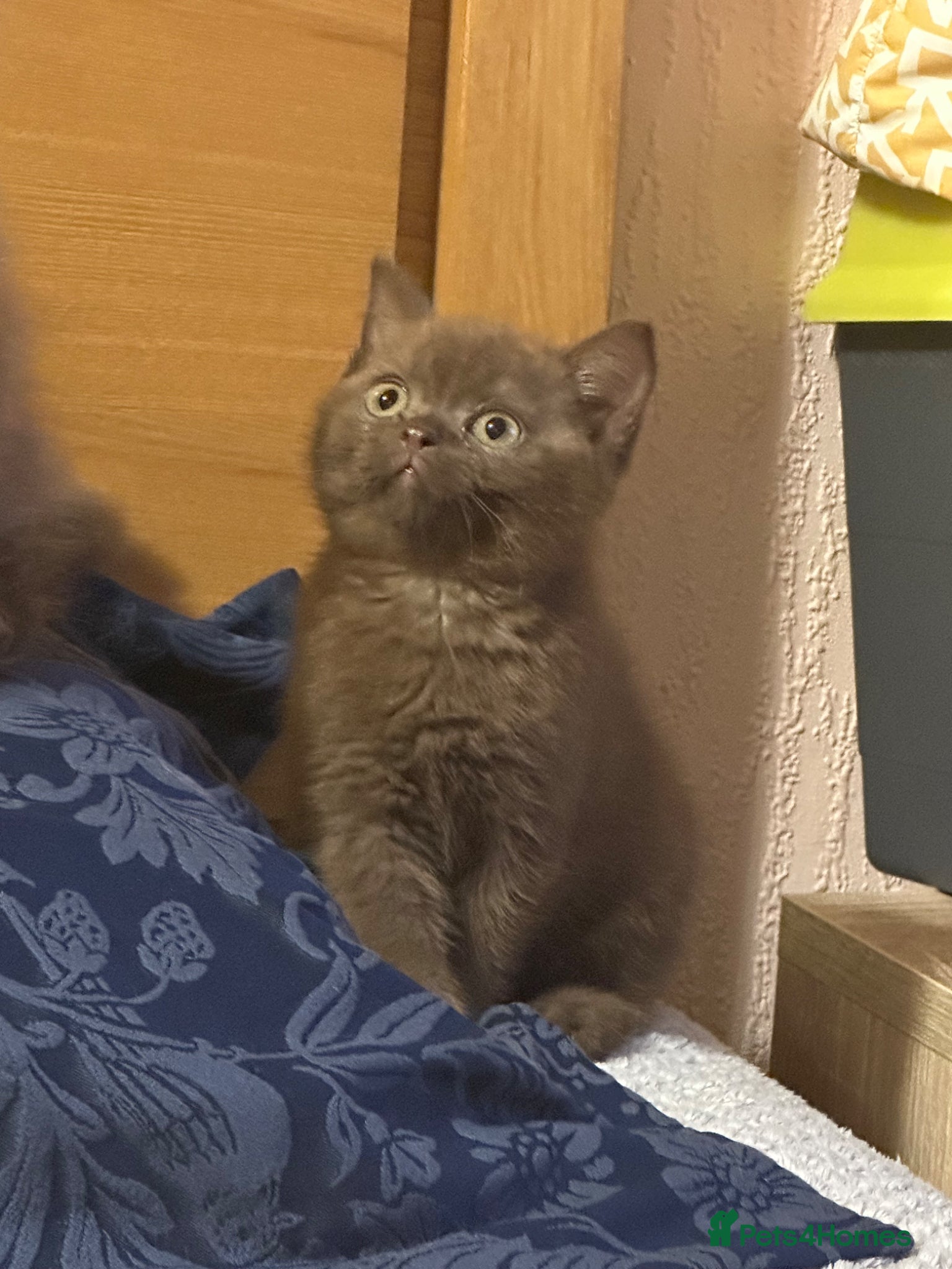 British Shorthair cats GCCF  registered Carriers cinnamon  color  - Advert 6