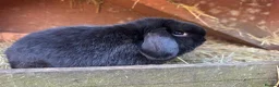 Mini Lop rabbits for sale: 3 lovely & friendly pure mini lops  - Advert 6
