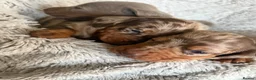 Miniature Dachshund dogs for sale: BEAUTIFUL DACHSHUND PUPPIES! - Advert 13