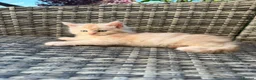 Maine Coon cats for sale: Gorgeous MaineCoon Kittens - Advert 1