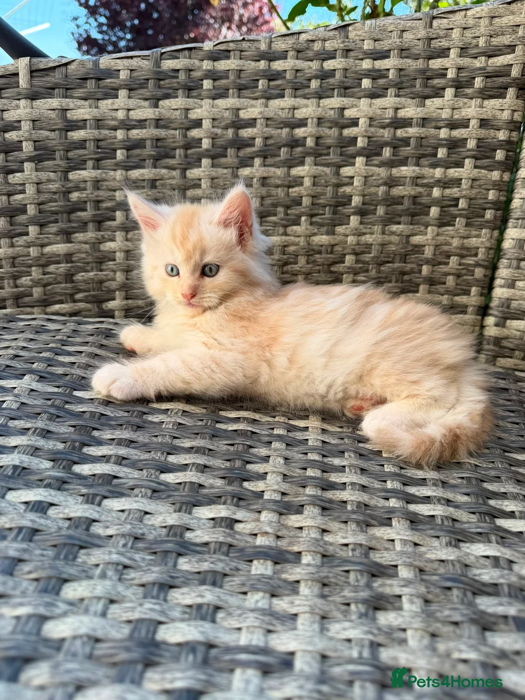 Maine Coon cats for sale: Gorgeous MaineCoon Kittens - Advert 1