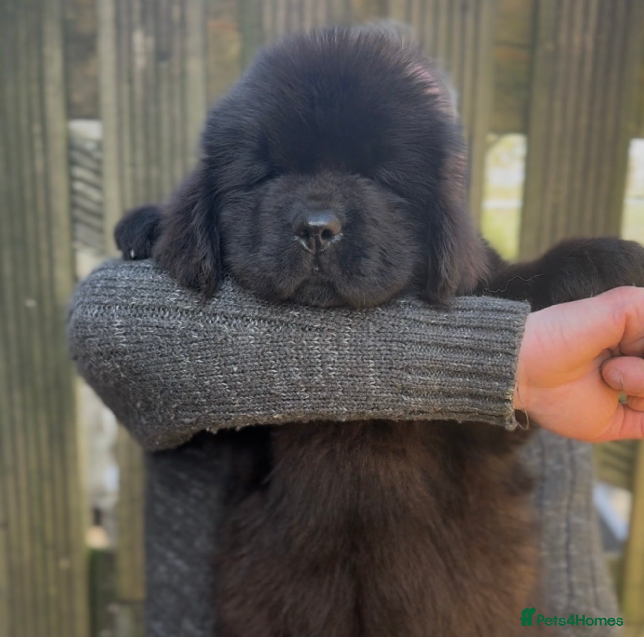 Newfoundland dogs Newfangled Newfoundlands - KC reg Newfie pups   - Advert 1