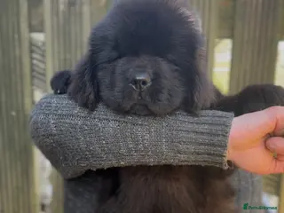 Newfoundland dogs Newfangled Newfoundlands - KC reg Newfie pups - Advert 1