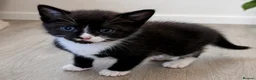 Mixed Breed cats for sale: Beautiful male kittens  - Advert 3