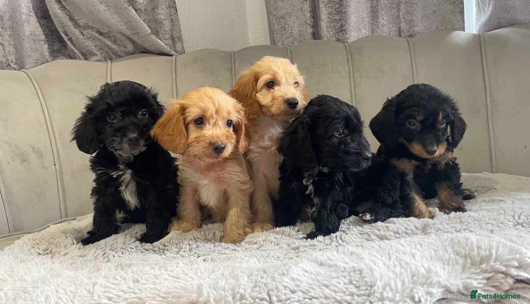 Cockapoo dogs for sale: Beautiful F1 cockapoos ready now  - Image 2