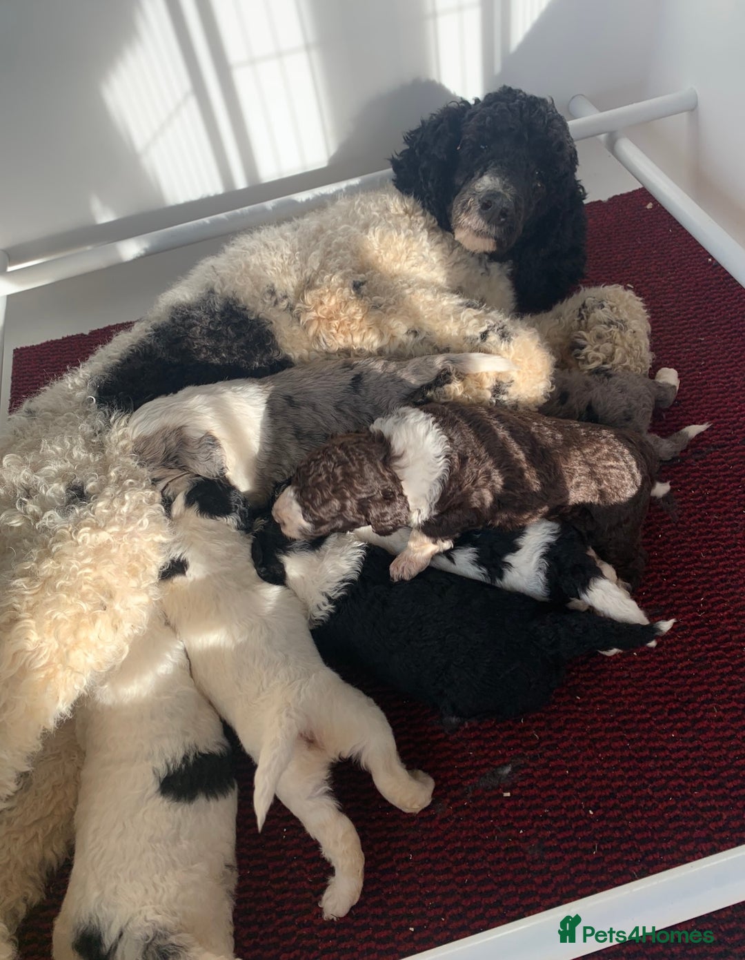 Sheepadoodle dogs for sale: Standard Sheepadoodle READY NOW - Advert 2