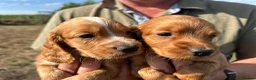 Cocker Spaniel dogs for sale: Healthy working cocker spaniels  - Advert 1