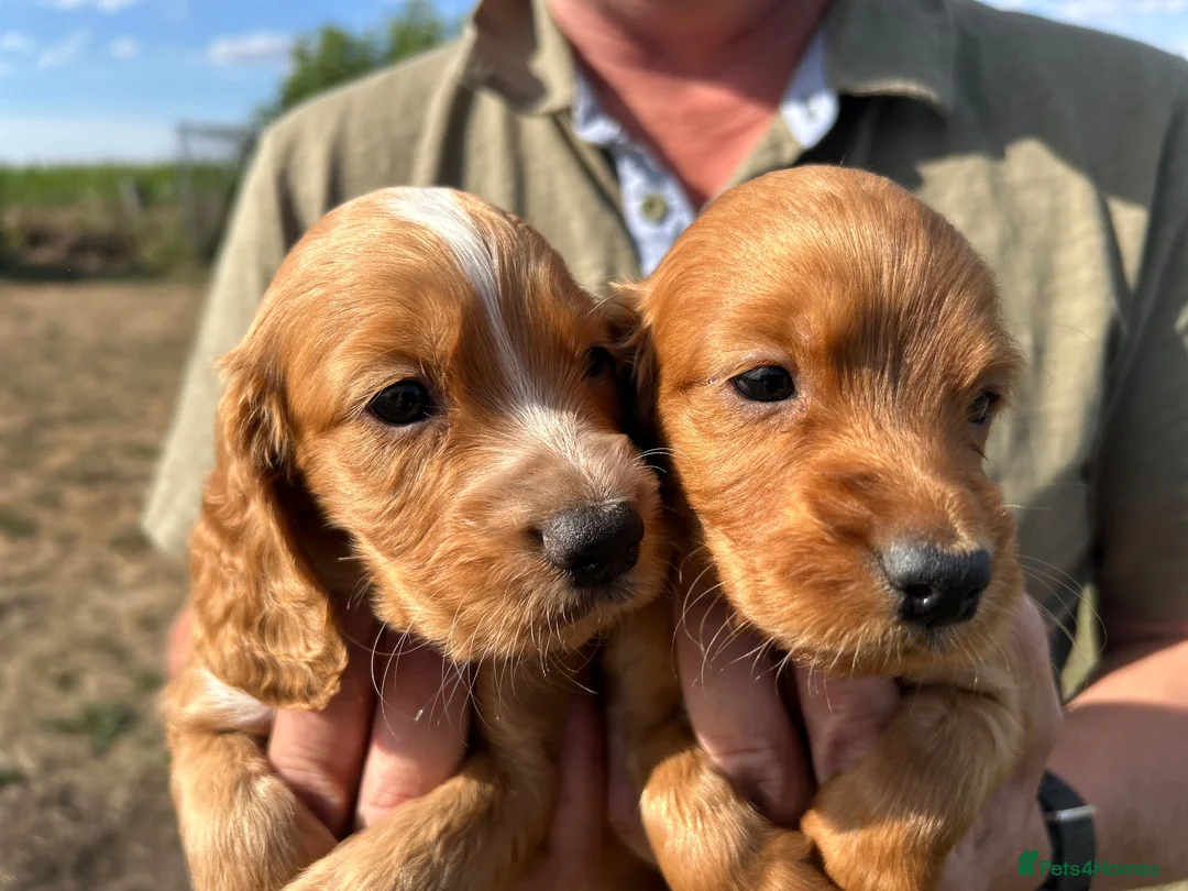 Cocker Spaniel dogs for sale: Healthy working cocker spaniels  - Advert 1