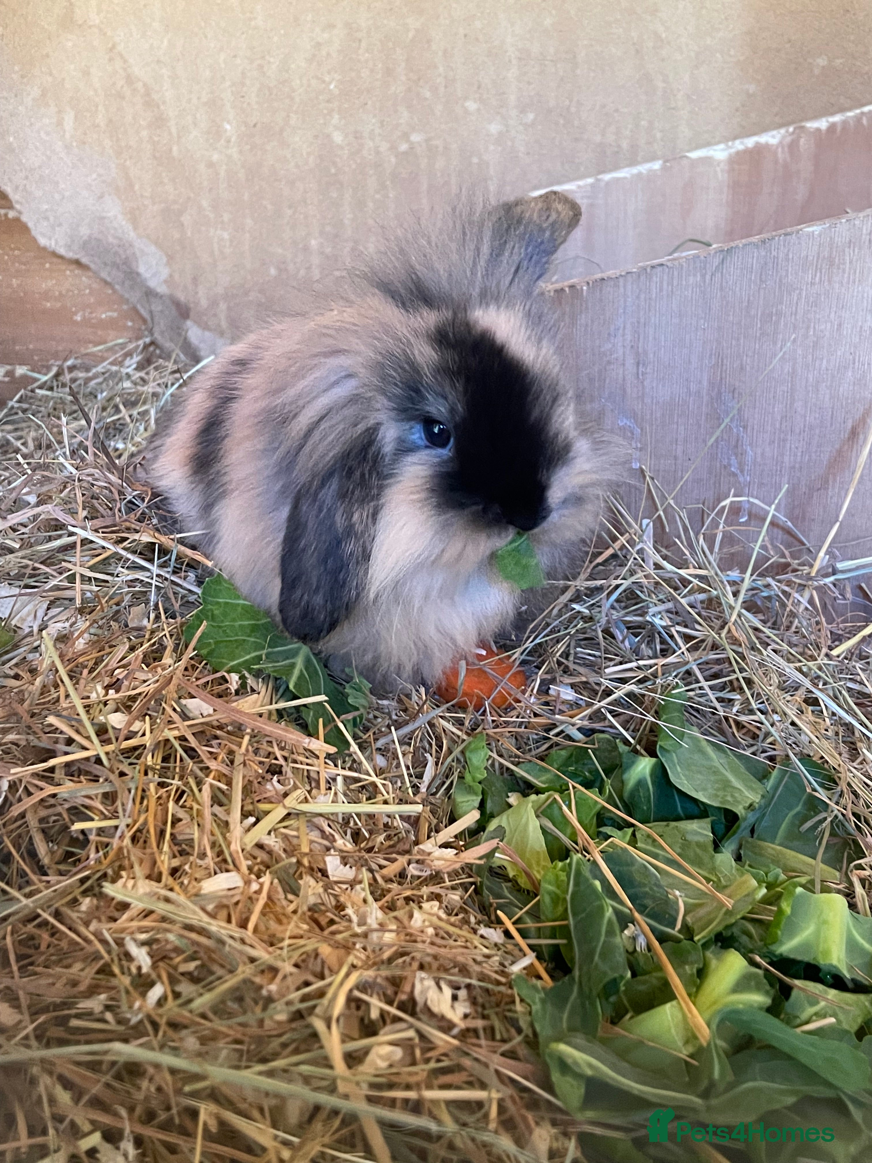 Mini Lop rabbits Mini lop babies *ONLY 2 LEFT* - Advert 12