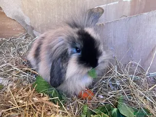 Mini Lop rabbits Mini lop babies *ONLY 2 LEFT* - Advert 12
