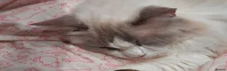 Ragdoll cats for sale: Bi-Colour Ragdoll Male - Advert 4