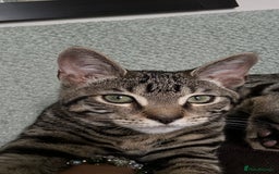 Bengal cats for sale: Beautiful Bengal Kitten - Image 4