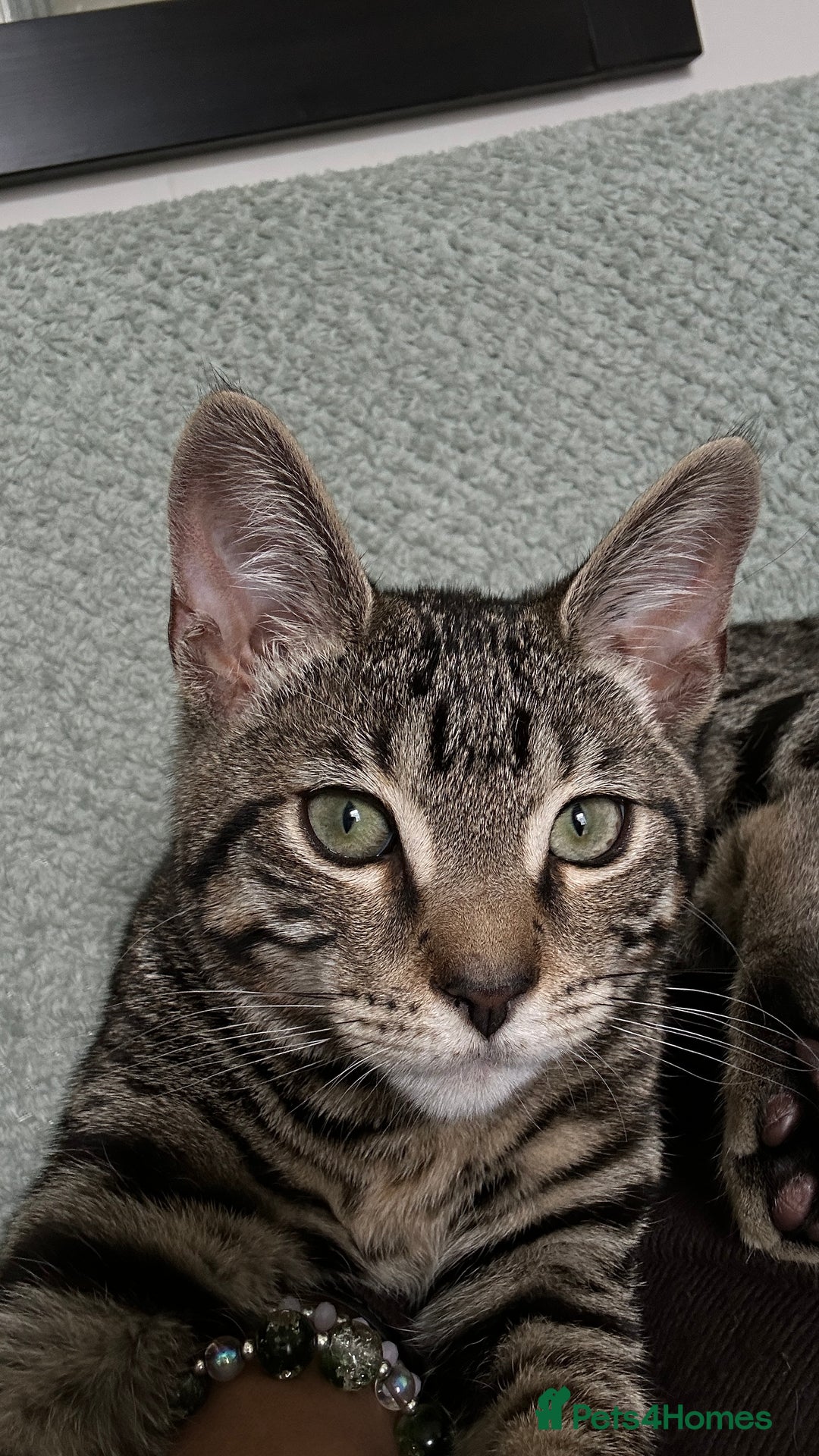 Bengal cats for sale: Beautiful Bengal Kitten - Image 4