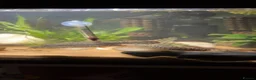 Loaches fish for sale: Two yoyo loaches  in Milton Keynes - Advert 5