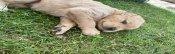 Golden Retriever dogs for sale: Golden Retriever Puppies in Thatcham - Advert 15