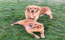 Golden Retriever dogs for stud: Stunning American line golden retriever stud dog  - Image 3
