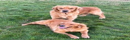 Golden Retriever dogs for stud: Stunning American line Golden Retriever stud dog - Advert 3