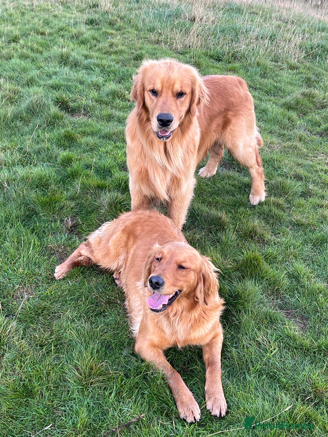 Golden Retriever dogs for stud: Stunning American line golden retriever stud dog  - Image 3