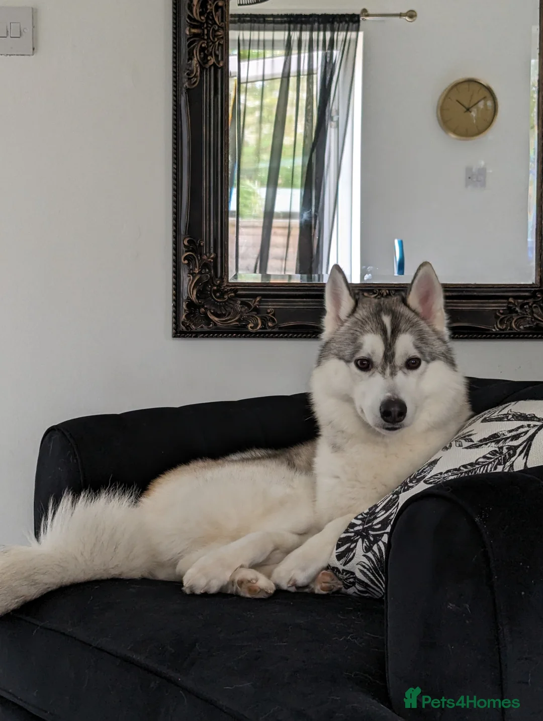 Mixed Breed dogs for stud: STUD HUSKY/MALAMUTE MIX - Advert 2