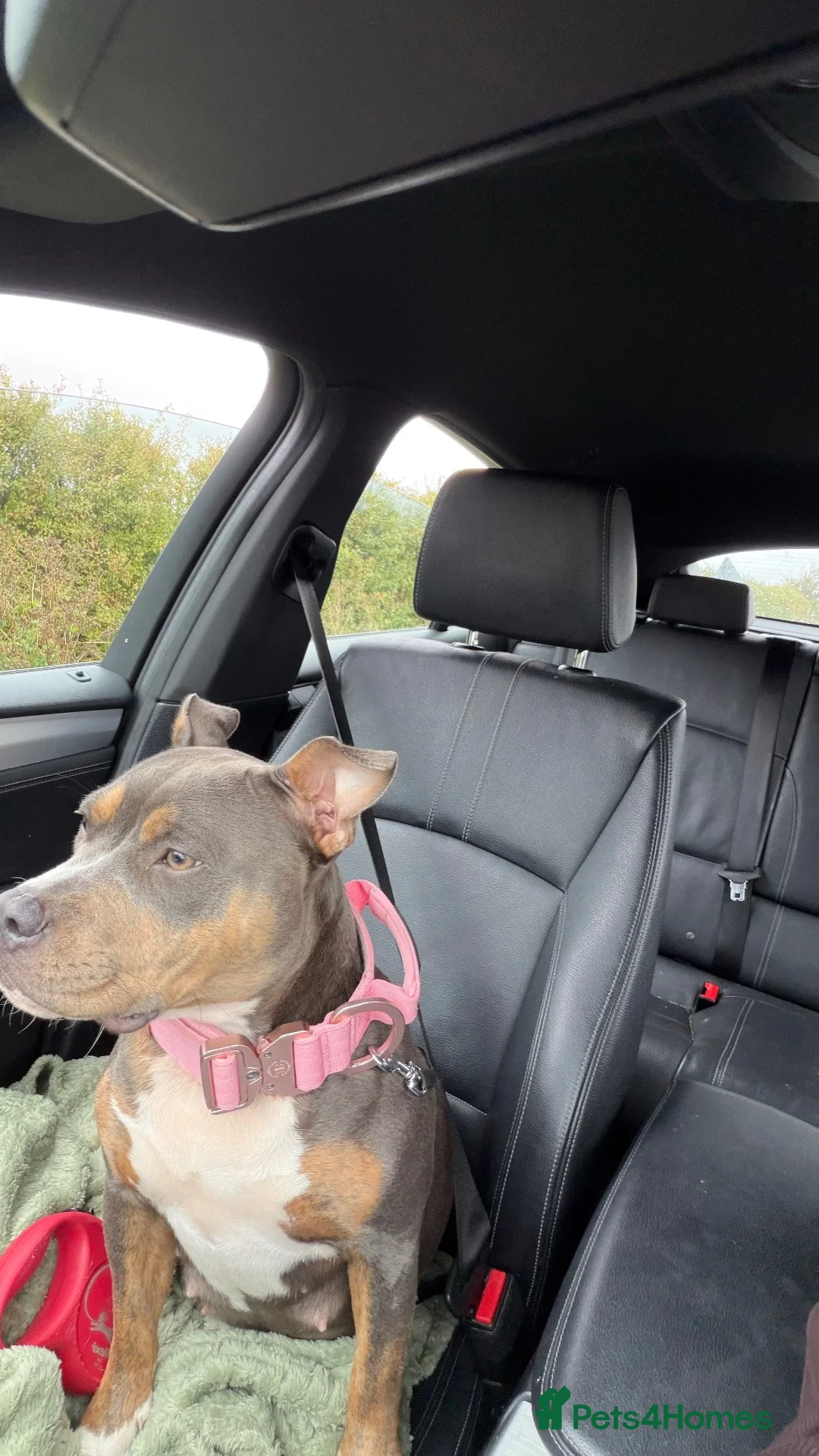 Staffordshire Bull Terrier dogs for sale: Staffy litter - Advert 2