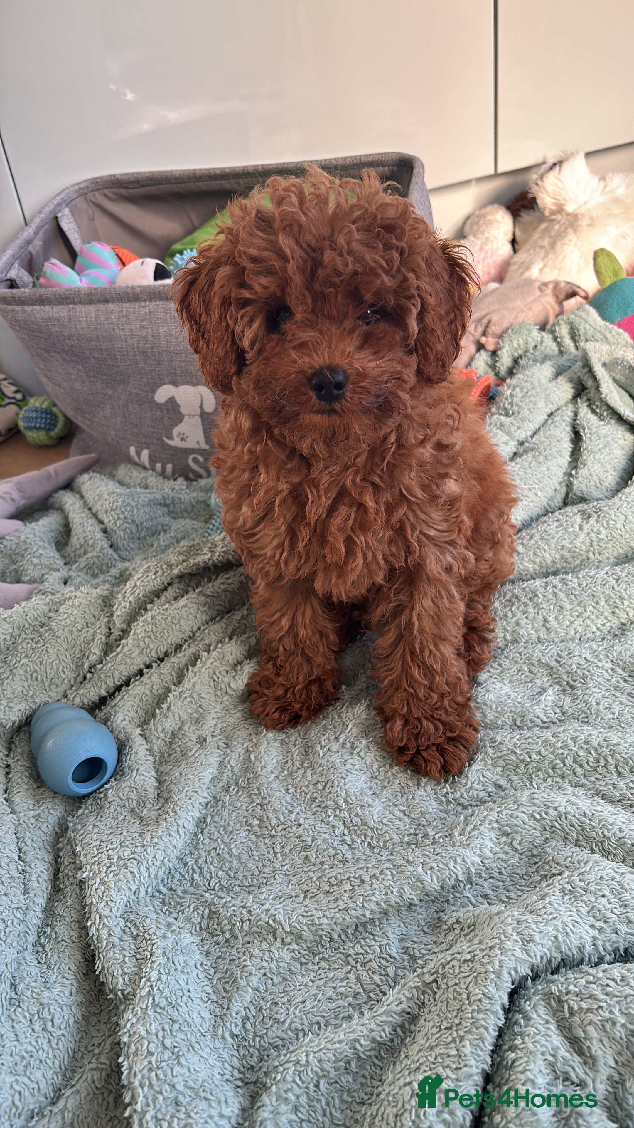 Cavapoo dogs Family Raised Cavapoo Puppies ready to Reserve!  - Advert 2