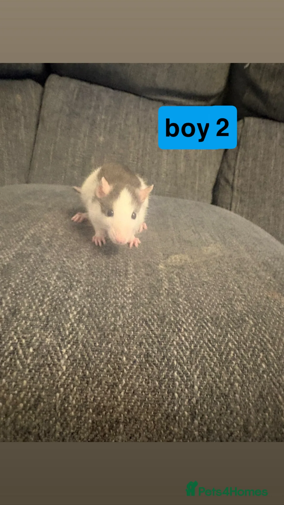 Rat rodents for sale: mixed rats in Daventry - Advert 2