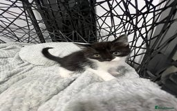 British Longhair cats for sale: Gorgeous fluffy kittens looking for forever home - Image 33