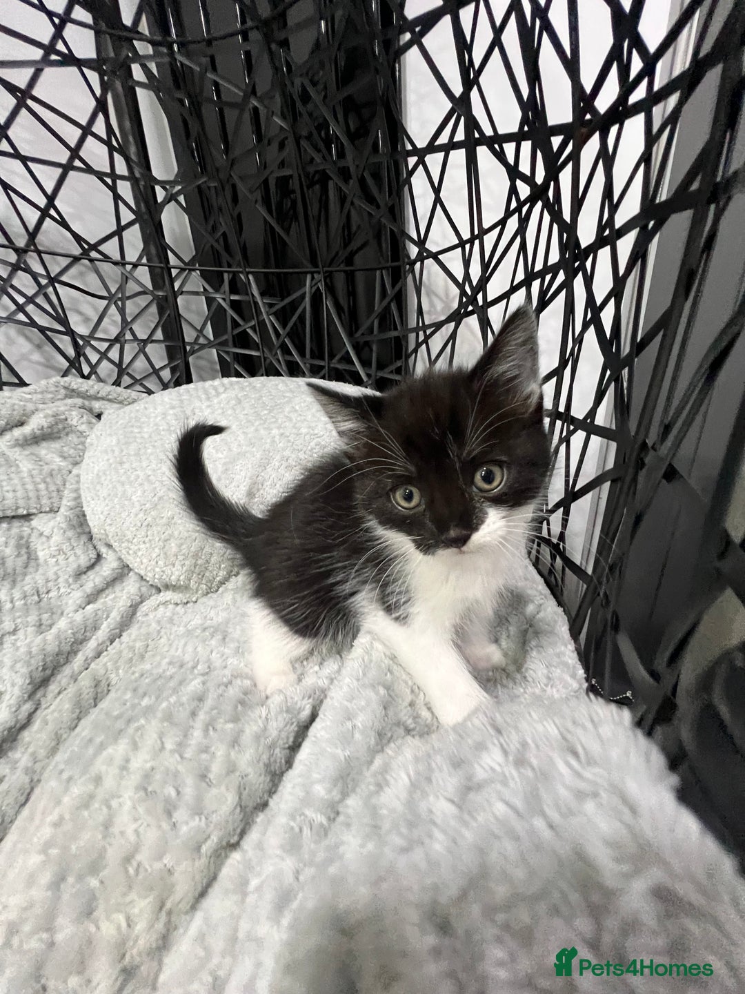British Longhair cats for sale: Gorgeous fluffy kittens looking for forever home - Image 33