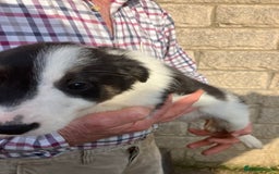 Border Collie dogs for sale: Pure border collies ready now  - Image 15