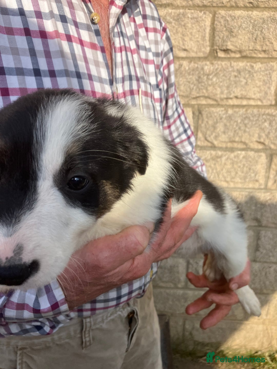 Border Collie dogs for sale: Pure border collies ready now  - Image 15