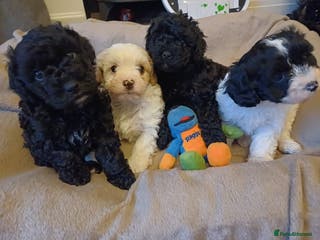 Mixed Breed dogs F2 Cavapoo puppies - NOW - Advert 4