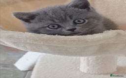 British Shorthair cats for sale: Beautiful British short-hair kittens  - Image 19