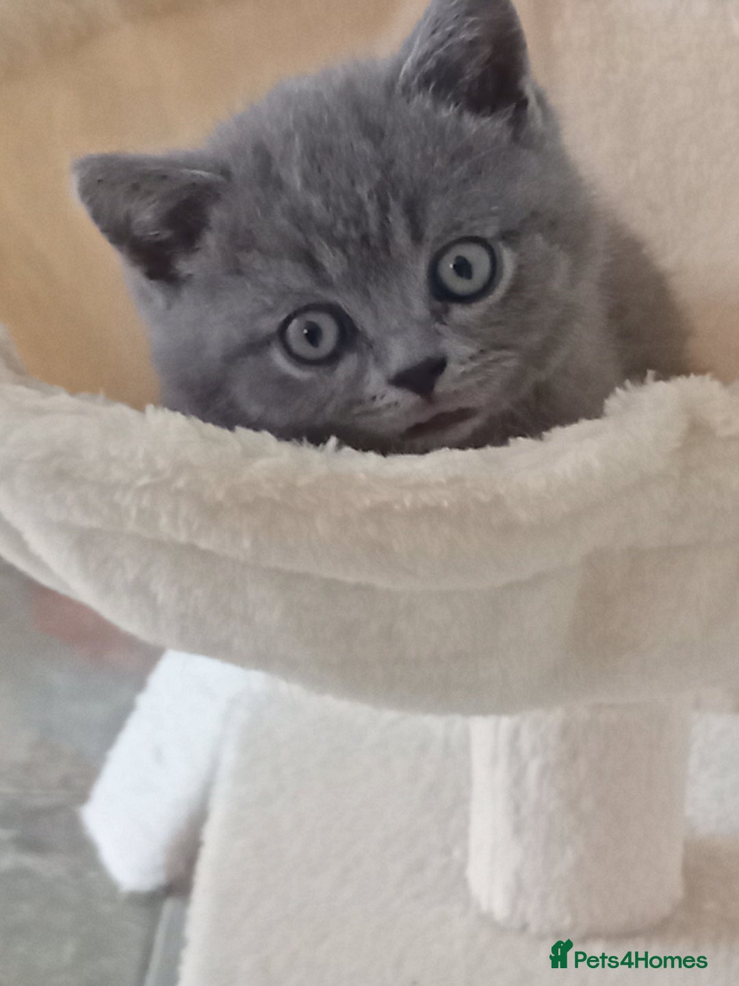 British Shorthair cats for sale: Beautiful British short-hair kittens  - Image 19