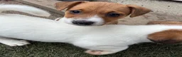 Jack Russell dogs for sale: Bred From Health Tested Parents - Advert 16