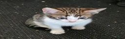 Mixed Breed cats for sale: Bengal female kitten - Advert 3