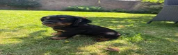 Cocker Spaniel dogs for sale: 1 Working Cocker Spaniel Puppy available  in Ashford - Advert 5