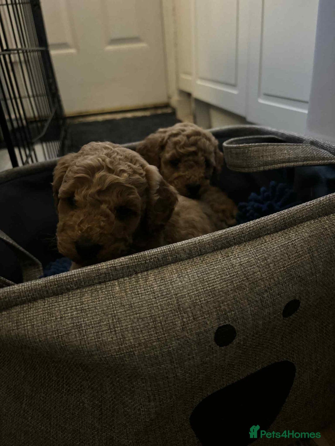 Cockapoo dogs for sale: F1 cockapoo  - Advert 4