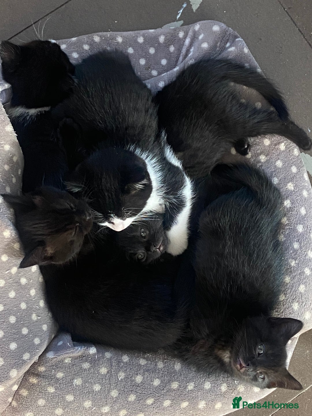 British Shorthair cats for sale: Cross British short hair kittens  - Image 1