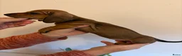 Miniature Dachshund dogs for sale: Gorgeous red mini Dachsund puppies - Advert 12