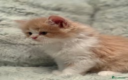 Persian cats for sale: Last stunning persian boy - Image 6